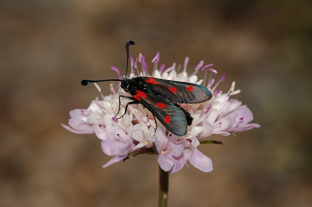 Zygaena sarpedon